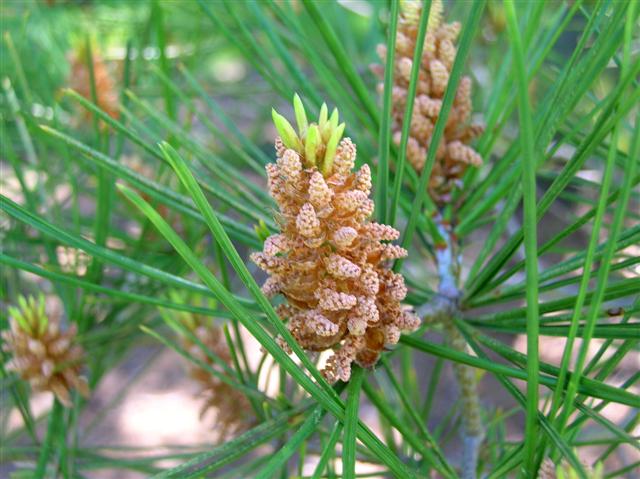 Picture of Pinus bungeana  Lacebark Pine