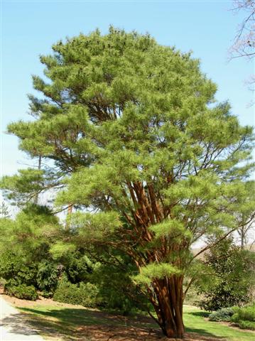 Picture of Pinus densiflora 'Umbraculifera' Tanyosho Pine