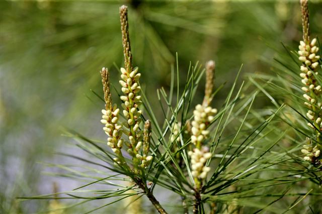 Picture of Pinus densiflora 'Umbraculifera' Tanyosho Pine