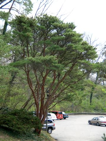 Picture of Pinus densiflora 'Umbraculifera' Tanyosho Pine