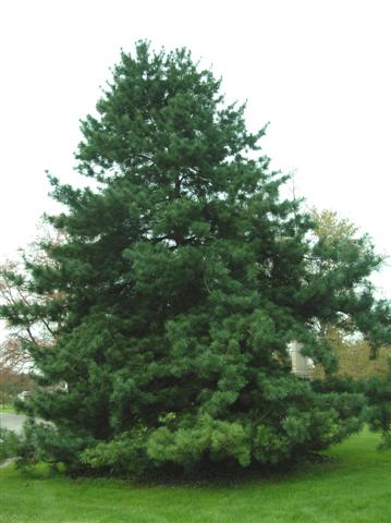 Picture of Pinus koraiensis  Korean Pine