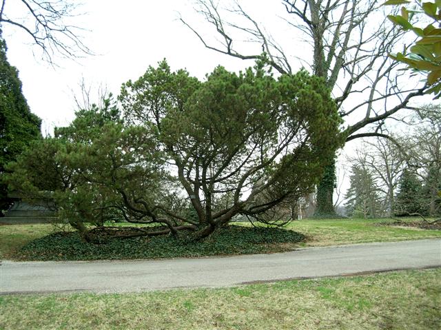 Picture of Pinus mugo  Mugo Pine