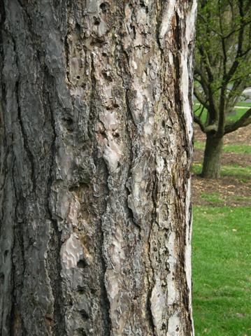 Picture of Pinus nigra  Austrian Pine