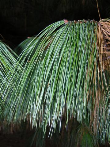 Picture of Pinus wallichiana  Himalayan Pine