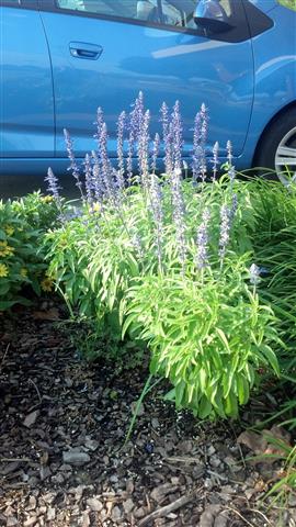 Baptisia australis plantplacesimage020130717_180458.jpg