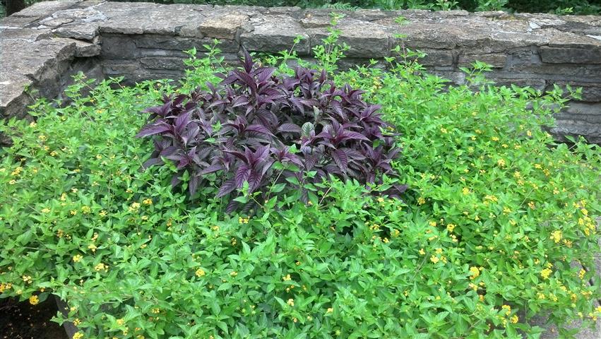 Solenostemon hybridus plantplacesimage020130727_161120.jpg