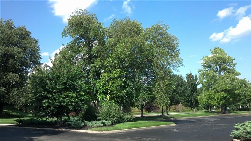 Betula nigra plantplacesimage020130801_170936.jpg