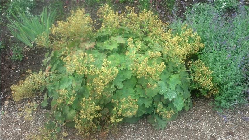 Alchemilla mollis plantplacesimage020130810_154632.jpg