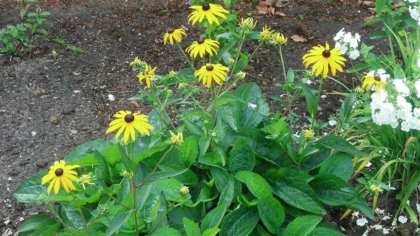 Rudbeckia fulgida plantplacesimage020130810_155317.jpg