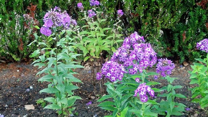 Phlox paniculata plantplacesimage020130810_155755.jpg