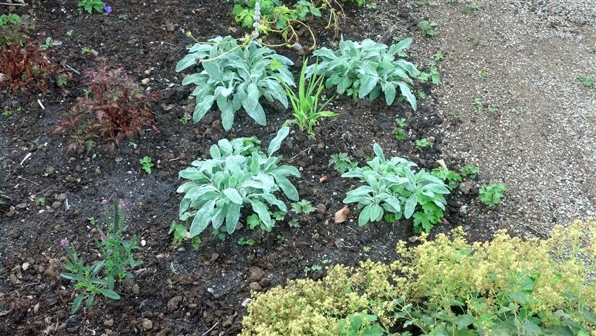 Stachys byzantina plantplacesimage020130810_155928.jpg