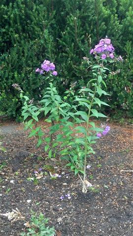 Phlox paniculata plantplacesimage020130810_160405.jpg