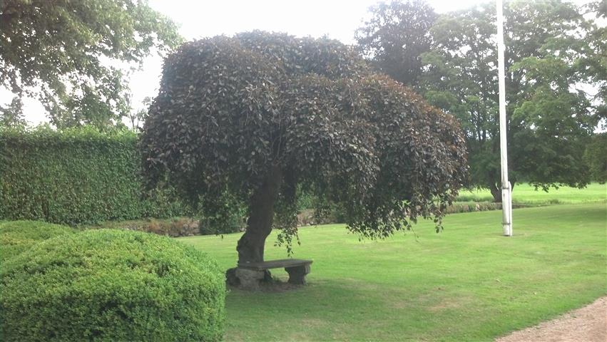 Fagus sylvatica plantplacesimage020130810_162526.jpg