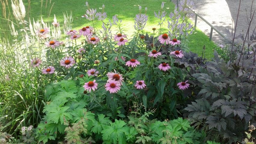 Echinacea purpurea plantplacesimage020130813_121534.jpg