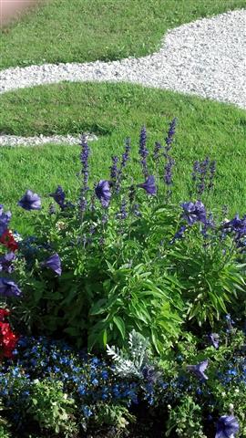 Baptisia australis plantplacesimage020130816_101922.jpg