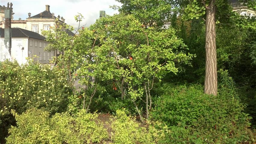 Amelanchier laevis plantplacesimage020130819_093538.jpg