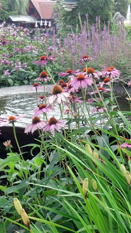 Echinacea purpurea plantplacesimage020130819_112515.jpg