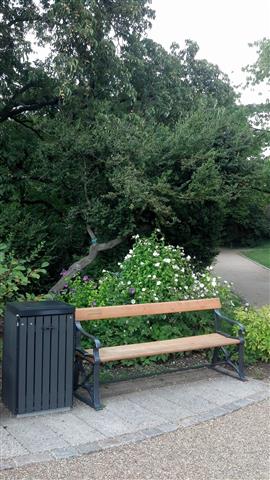 Buxus sempervirens plantplacesimage020130819_154955.jpg