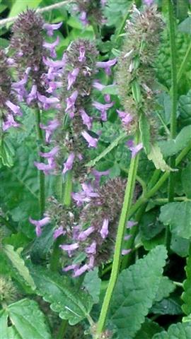 Stachys officinalis plantplacesimage020130819_160938.jpg