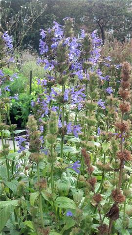 Nepeta sibirica plantplacesimage020130819_161757.jpg