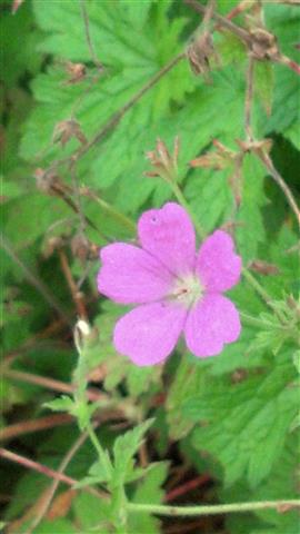 germanium endressii plantplacesimage020130819_162634.jpg