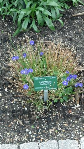 campanula carpatica plantplacesimage020130819_163008.jpg