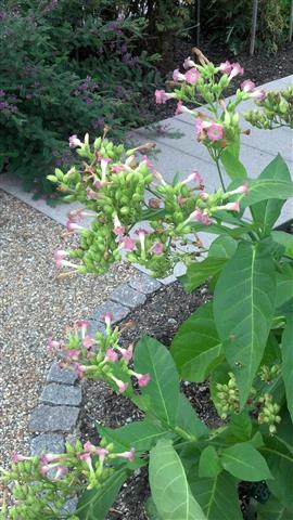 Nicotiana alata plantplacesimage020130819_163431.jpg