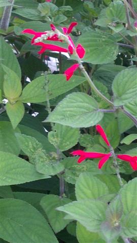 Salvia elegans plantplacesimage020130819_163509.jpg