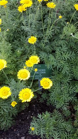 anthemis tinctoria plantplacesimage020130819_163831.jpg