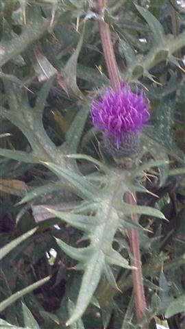 cirsium serrulatum plantplacesimage020130819_164138.jpg