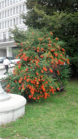 Sorbus aucuparia plantplacesimage020130820_120140.jpg