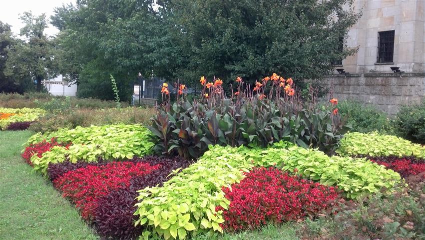 Canna x generalis plantplacesimage020130820_120702.jpg