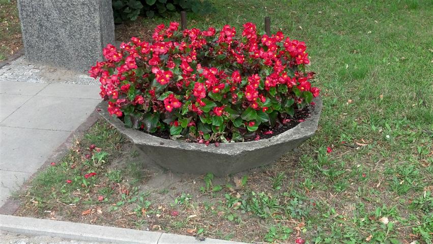 Begonia grandis plantplacesimage020130820_120824.jpg