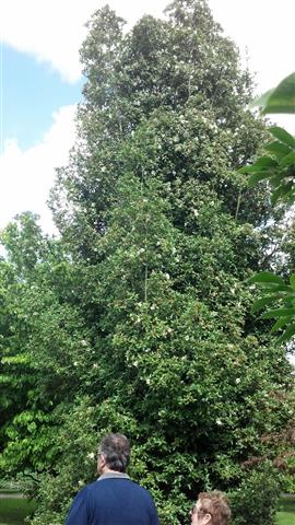 eucryphia nymanensis plantplacesimage020130831_142001.jpg