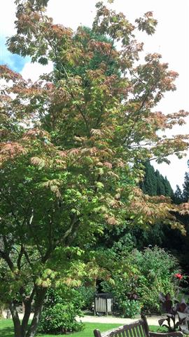 Acer japonicum plantplacesimage020130831_142238.jpg