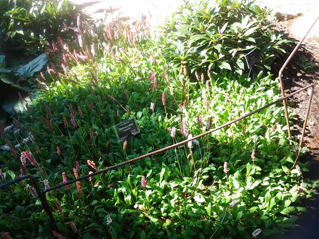 Persicaria affnis plantplacesimage020130907_090204.jpg