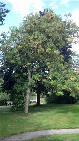 Fraxinus excelsior plantplacesimage020130907_125452.jpg