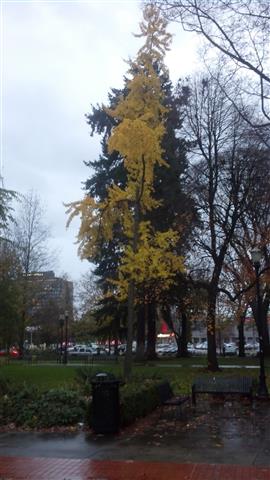 Ginkgo biloba plantplacesimage020131118_161515.jpg