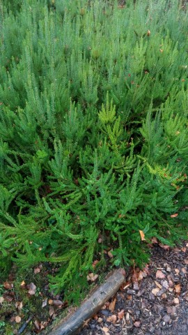 erica terminalis plantplacesimage020131228_063752.jpg