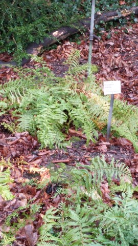 Dryopteris dilatata plantplacesimage020131228_065932.jpg