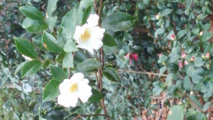 Camellia sasanqua plantplacesimage020131228_072830.jpg