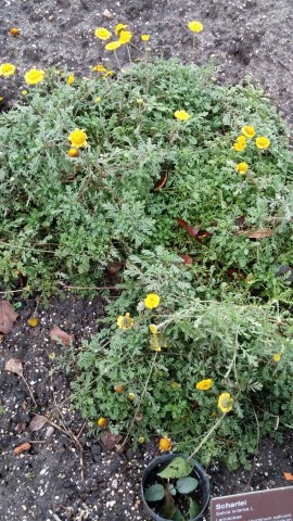 Anthemis or Cota tinctoria plantplacesimage020131229_064539.jpg