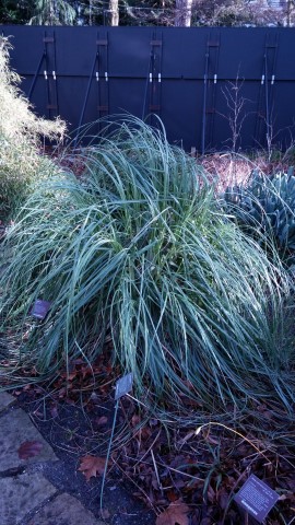 Cortaderia selloana plantplacesimage020131229_070030.jpg