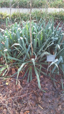 Yucca flaccida plantplacesimage020131229_070305.jpg