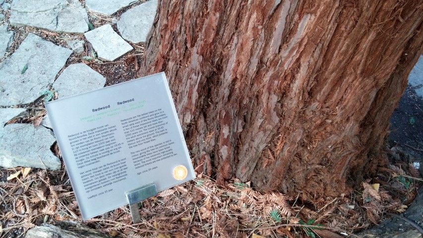 sequoia sempervirens plantplacesimage020131229_072358.jpg
