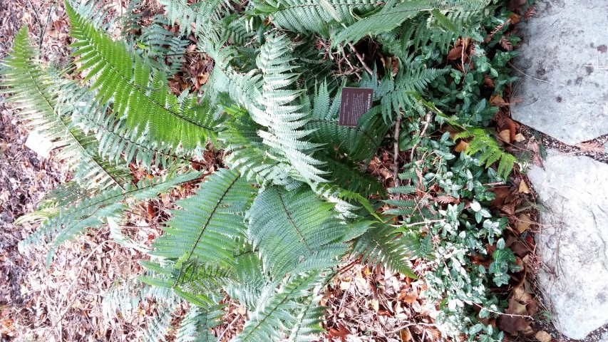 Dryopteris wallichiana plantplacesimage020131229_073134.jpg