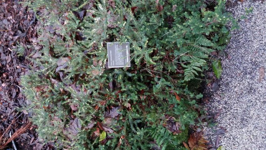 erica x darleyensis plantplacesimage020131229_073602.jpg