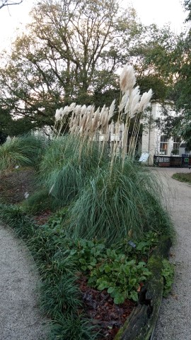 Cortaderia selloana plantplacesimage020131229_082324.jpg