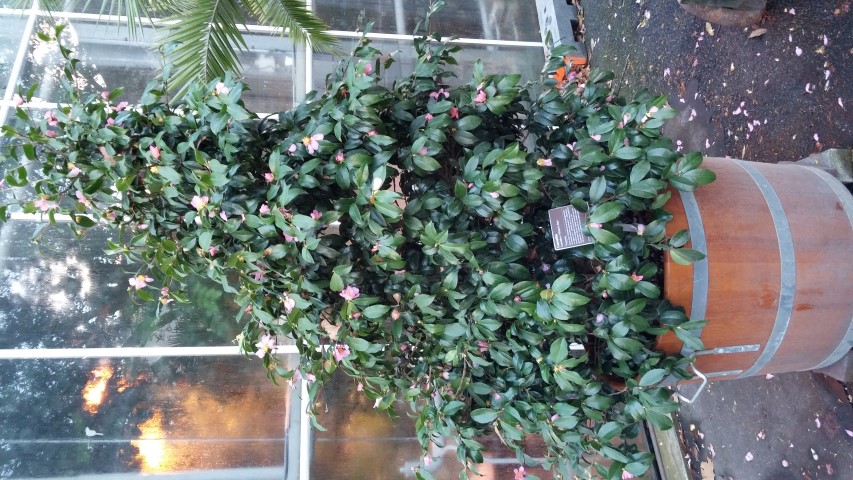 Camellia x plantplacesimage020131229_082915.jpg