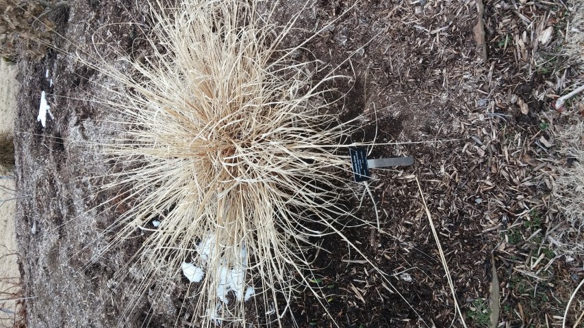 Pennisetum alopecuroides plantplacesimage020140305_171700.jpg